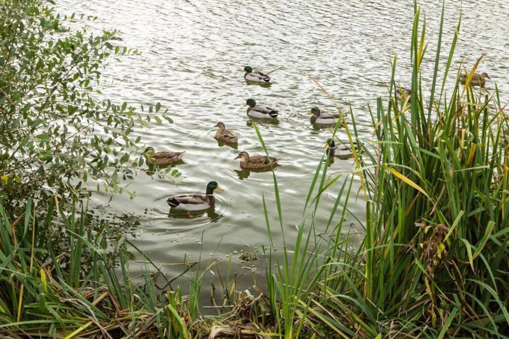Mallard Lake South Cerney Eksteriør bilde